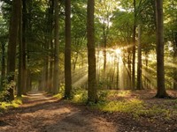 ¿Qué elementos esenciales deben incluirse en los Estatutos de Comunidades de Montes? 