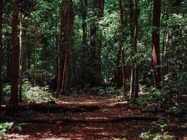 ¿Qué es una comunidad de montes?